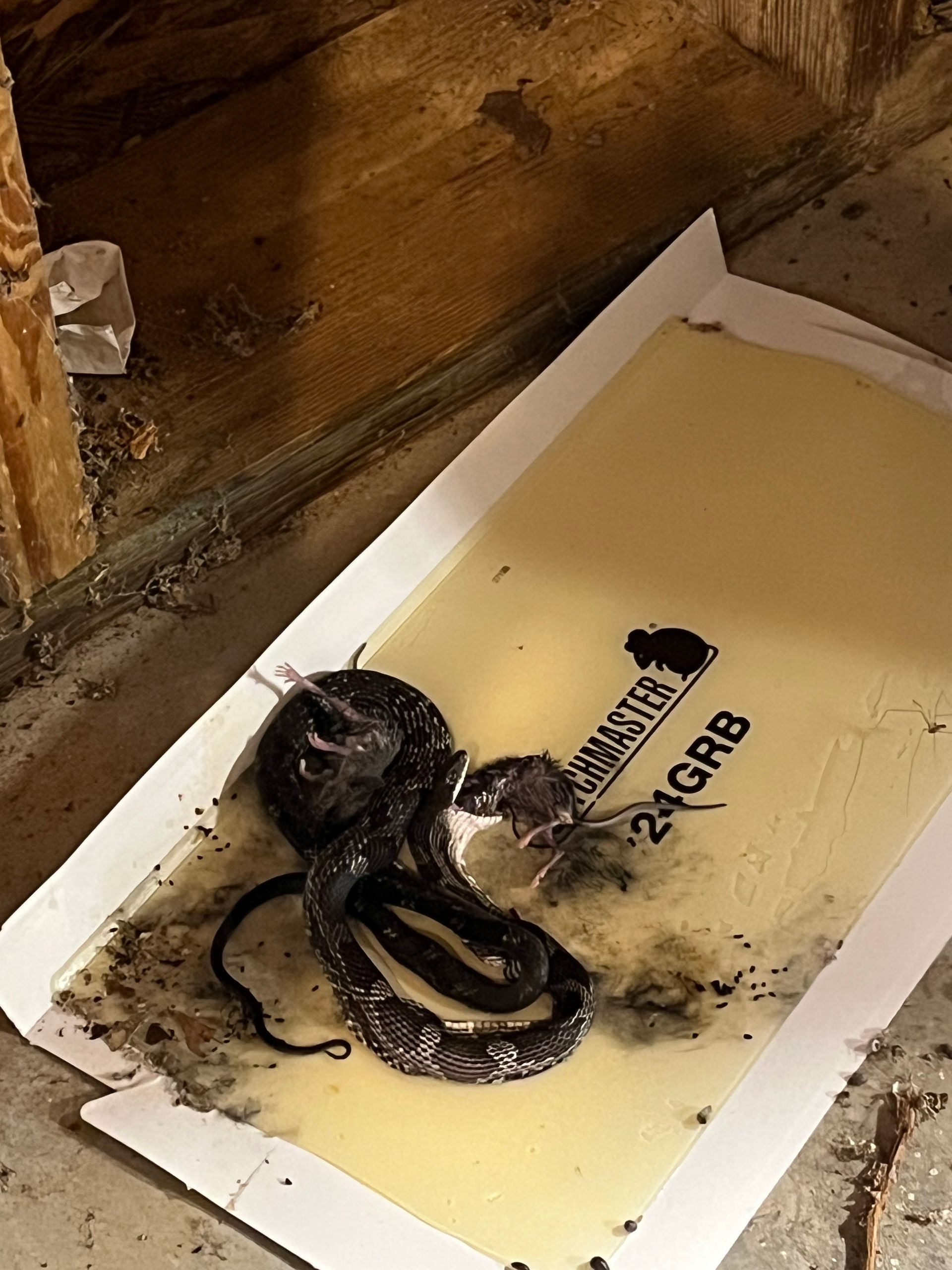 Coiled black snake in a white glue trap on a wooden floor, with debris around it