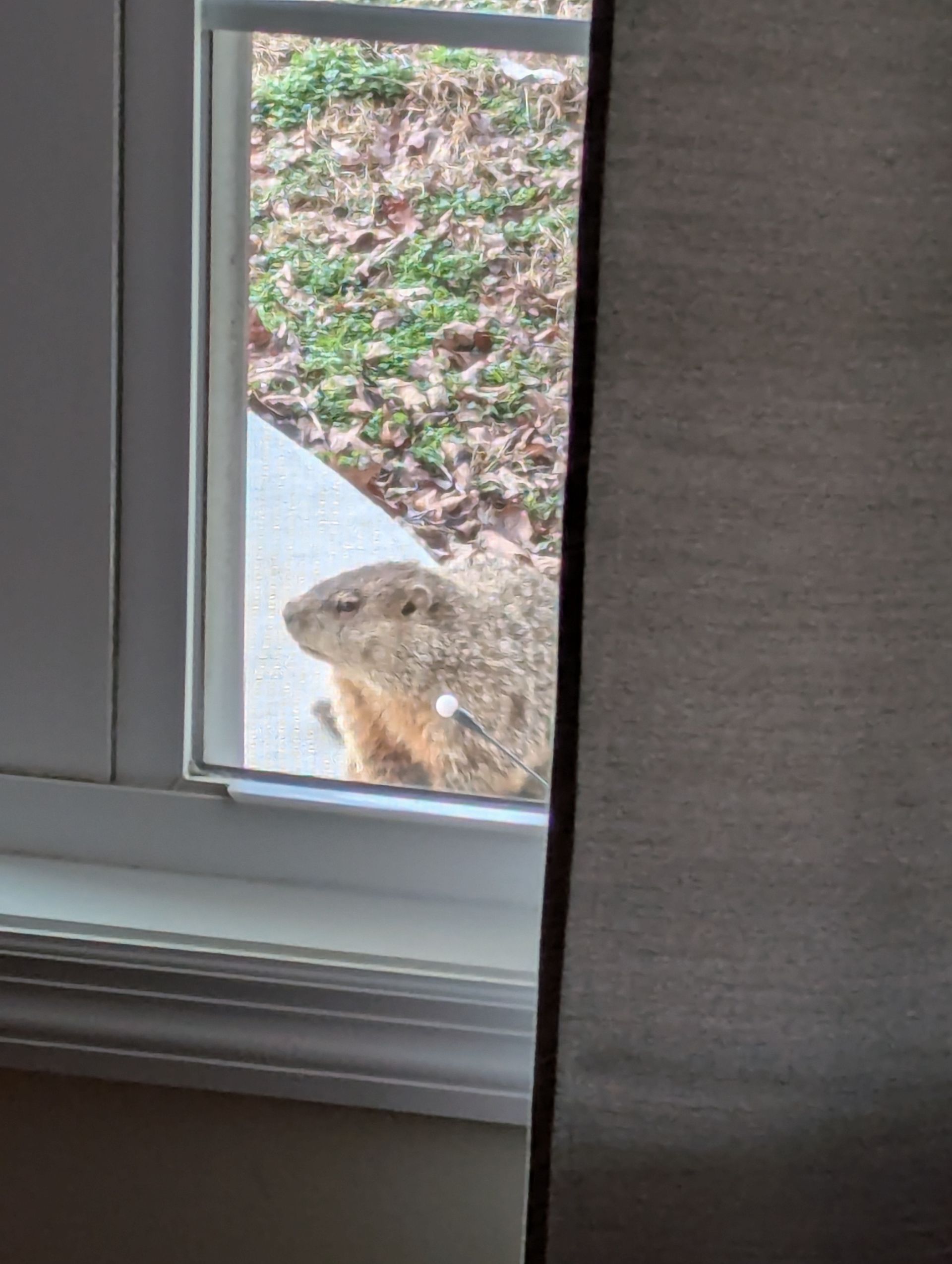 Groundhog peeking through a window at the front steps outside.