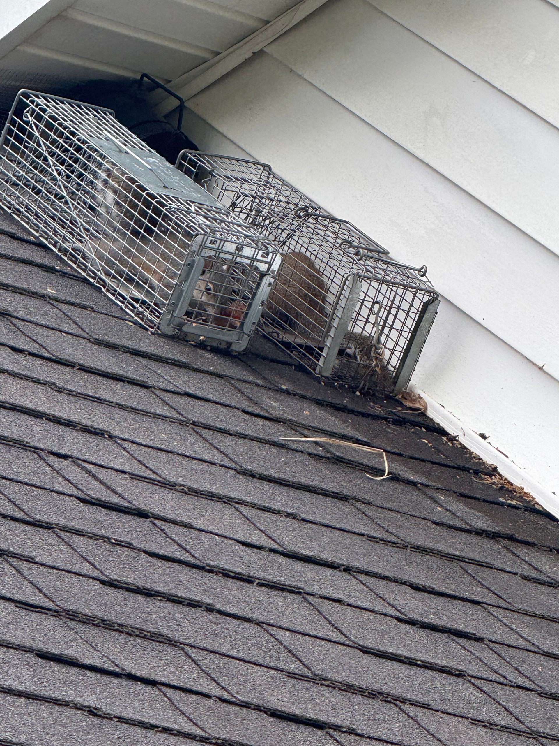Wire mesh animal trap on a house roof near the eaves