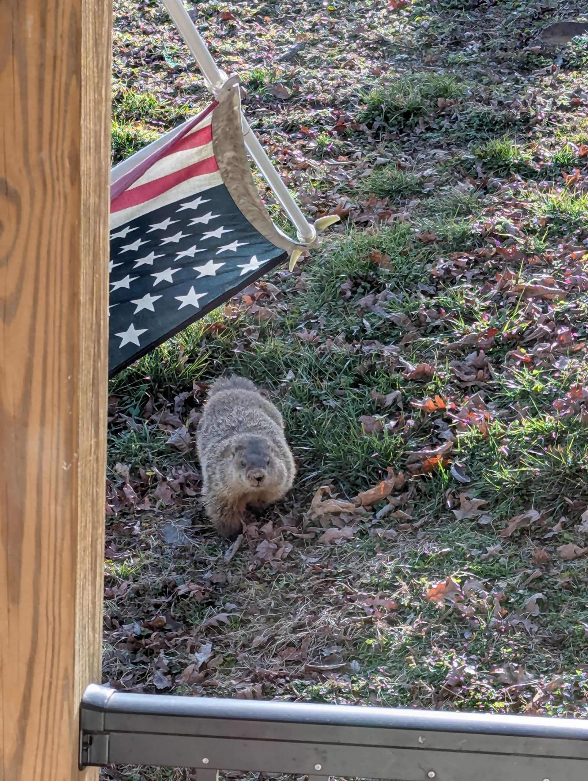 Small fluffy dog sniffing the ground in a yard beside a hanging American flag.