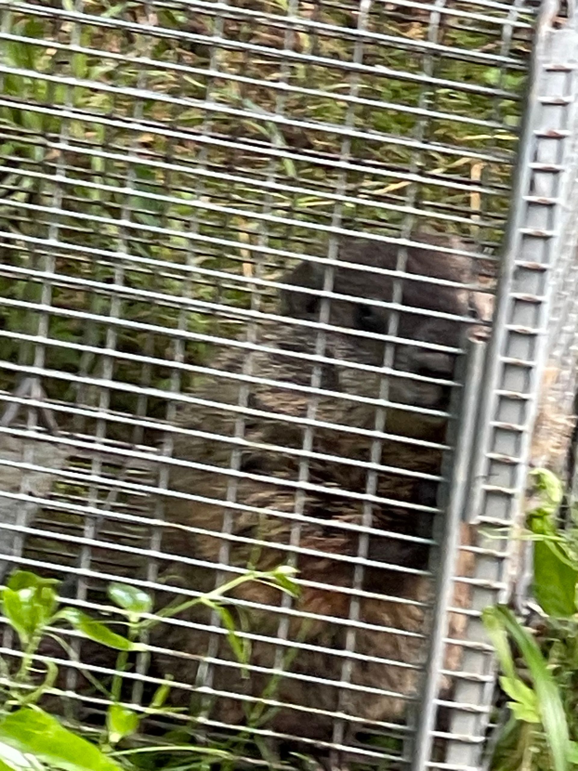 Black bear behind a wire mesh fence in a wooded enclosure