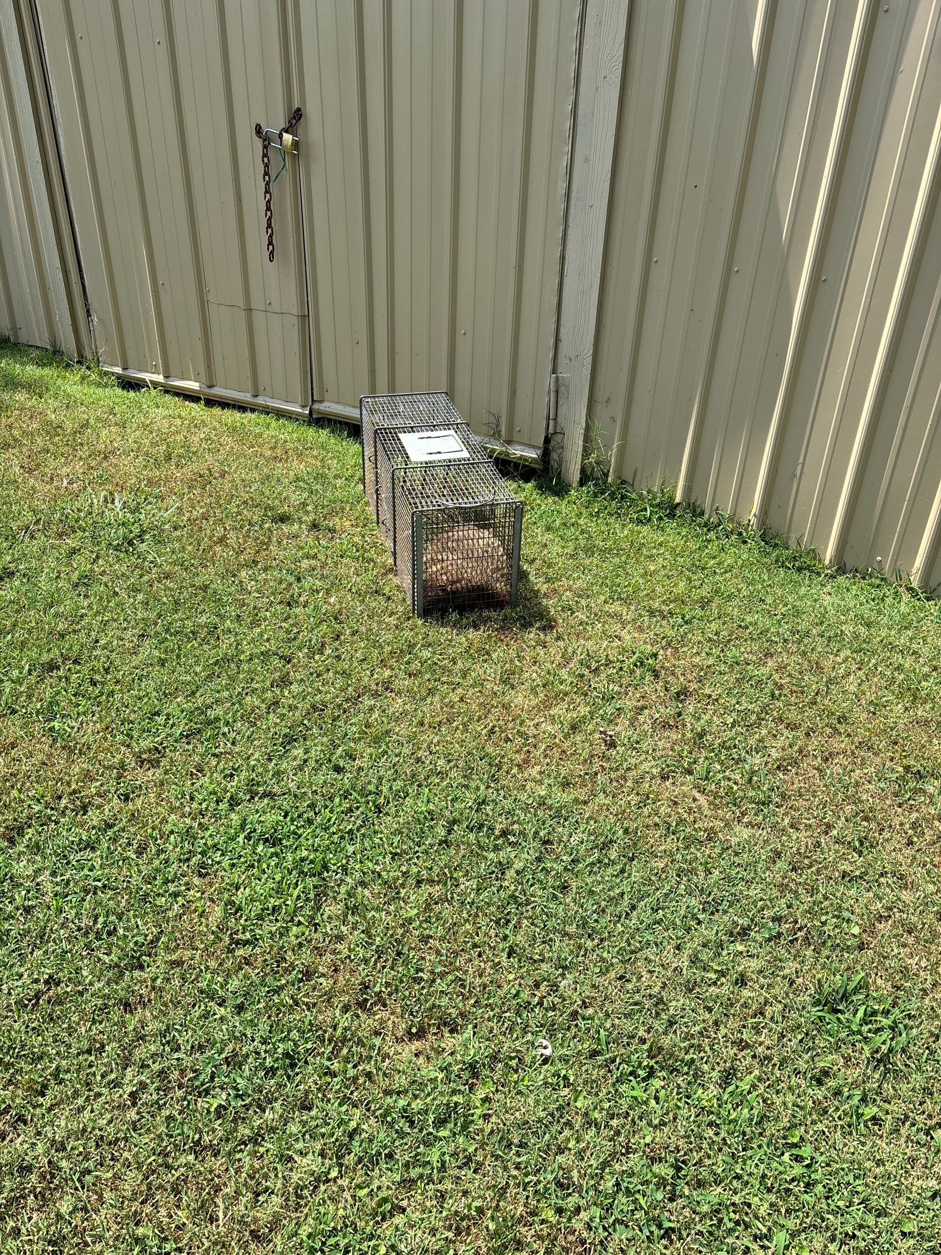 Fallen wire cage on grass beside a beige fence