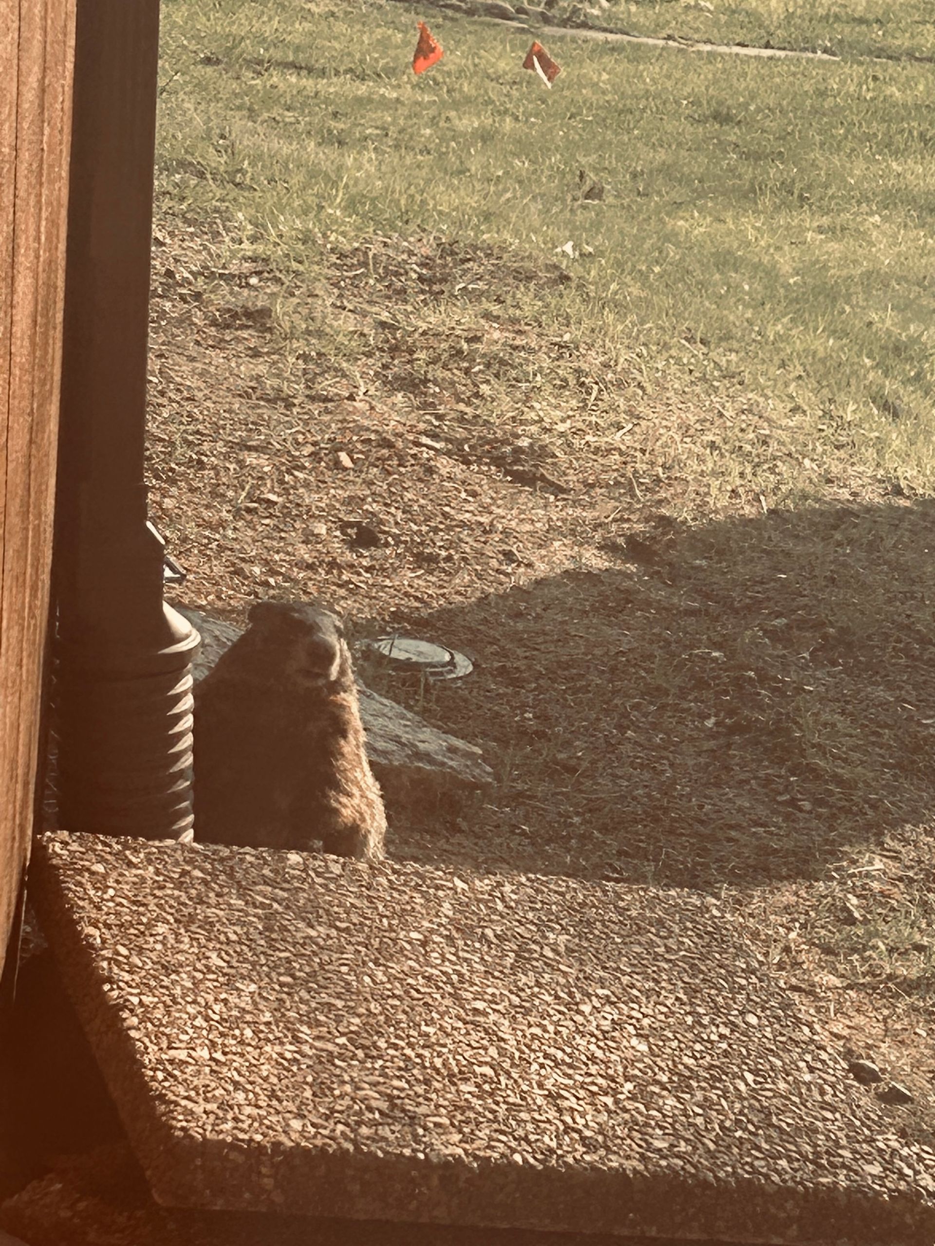 Small brown squirrel sitting on a patio step beside a wooden post, with a grassy yard in the background