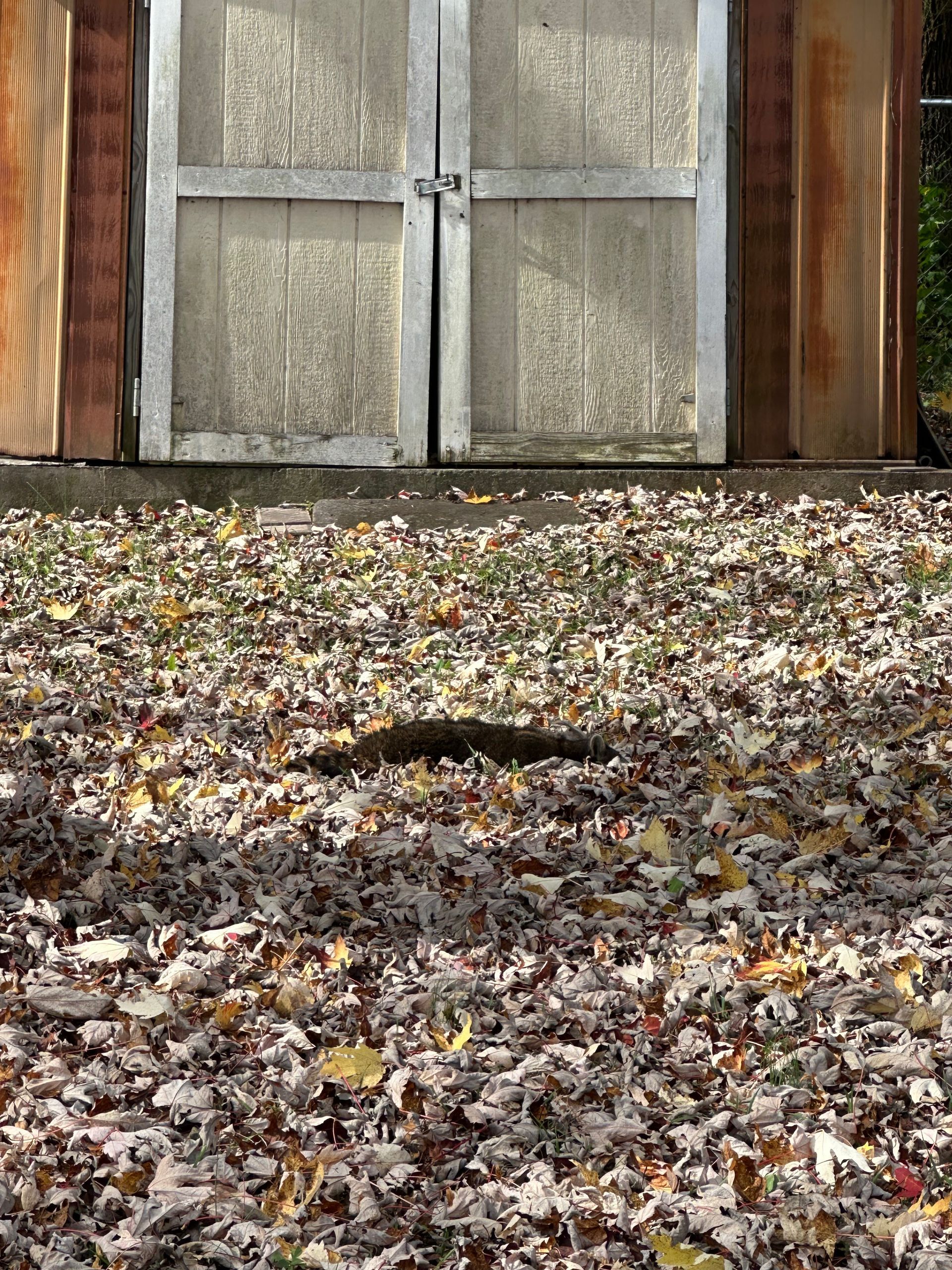 Leaf-covered ground in front of a weathered wooden building with frosted windows.