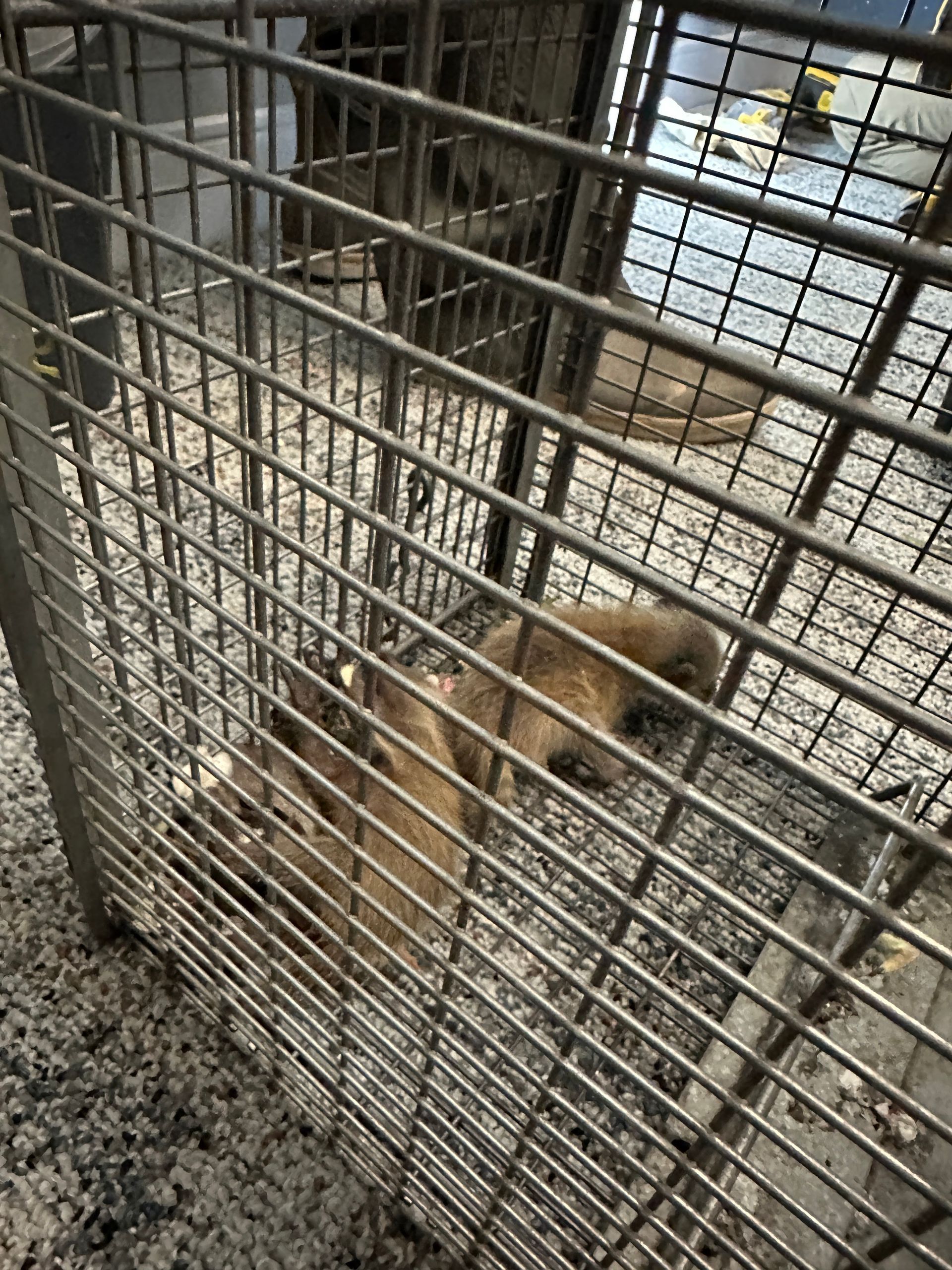 Small tan dog behind a wire fence in a kennel, standing on concrete floor.