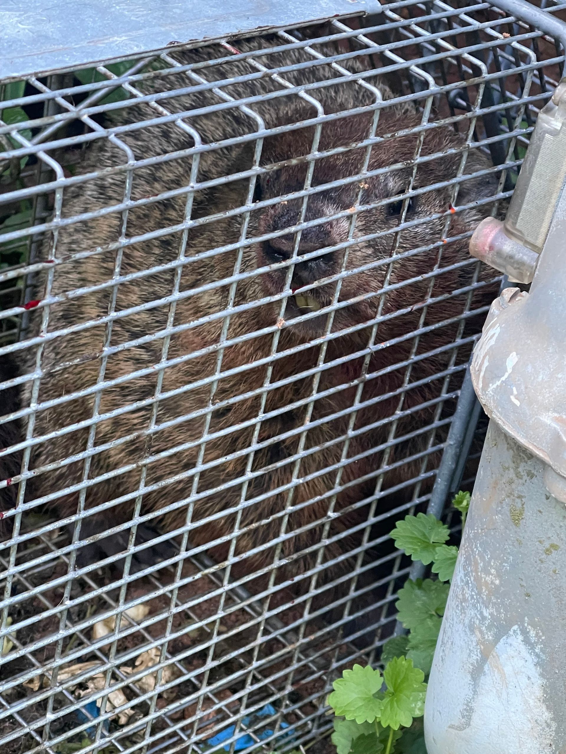 Metal wire cage covering a dark, rocky opening beside a concrete wall and green leaves