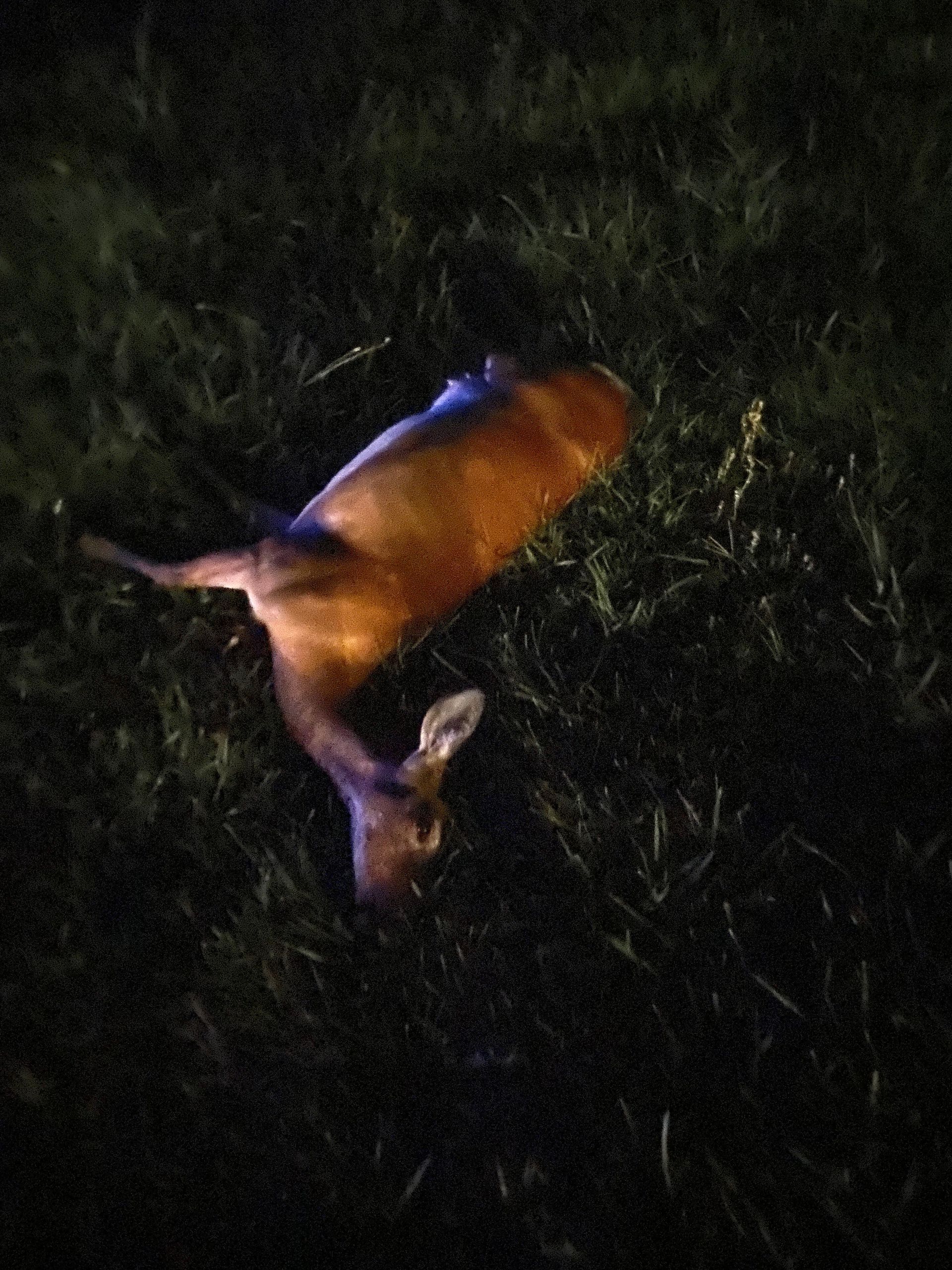 Deer lying on its side in dark grass at night.