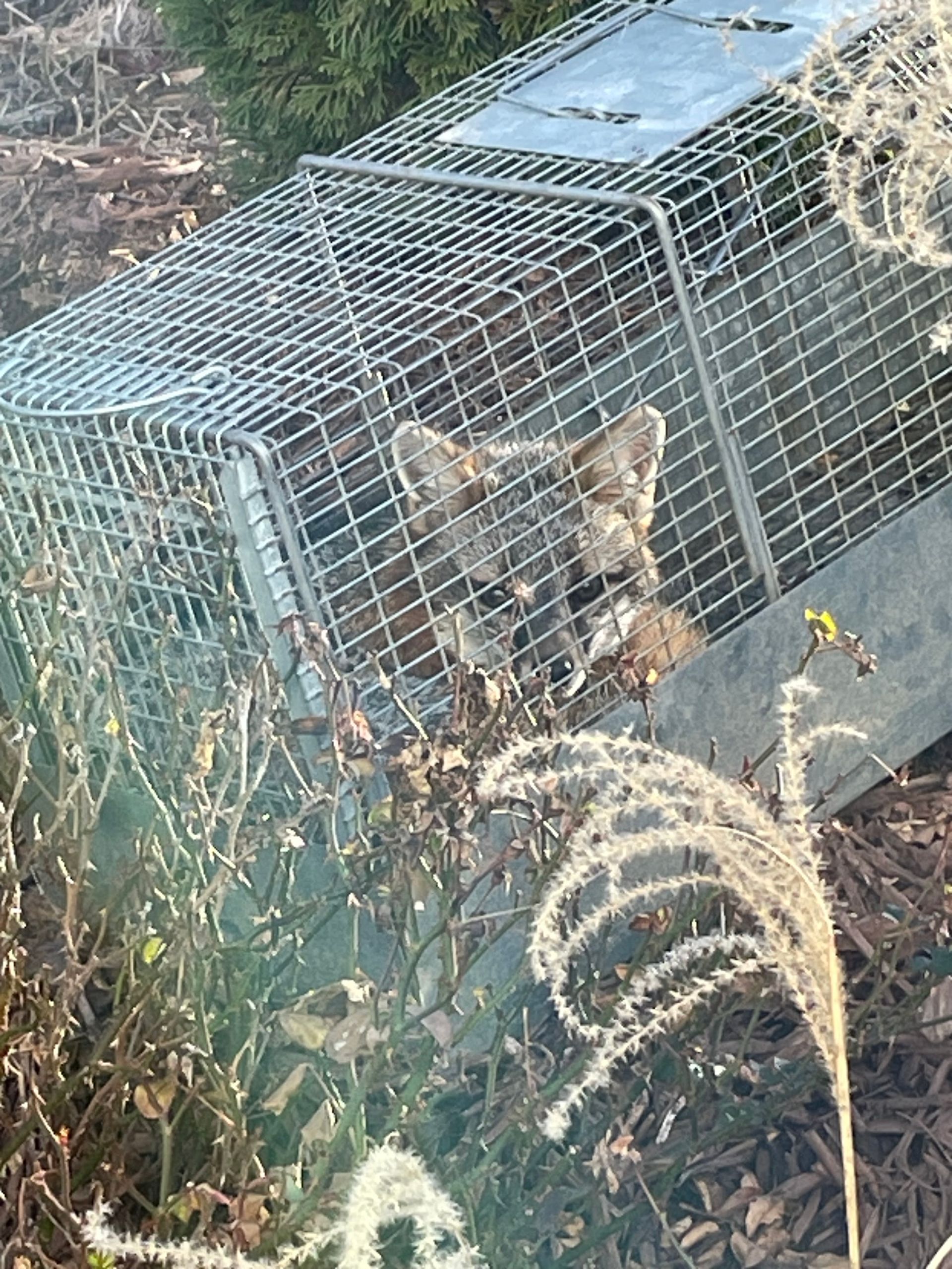 Small fox in a wire trap cage in overgrown grass, looking out from the front opening.