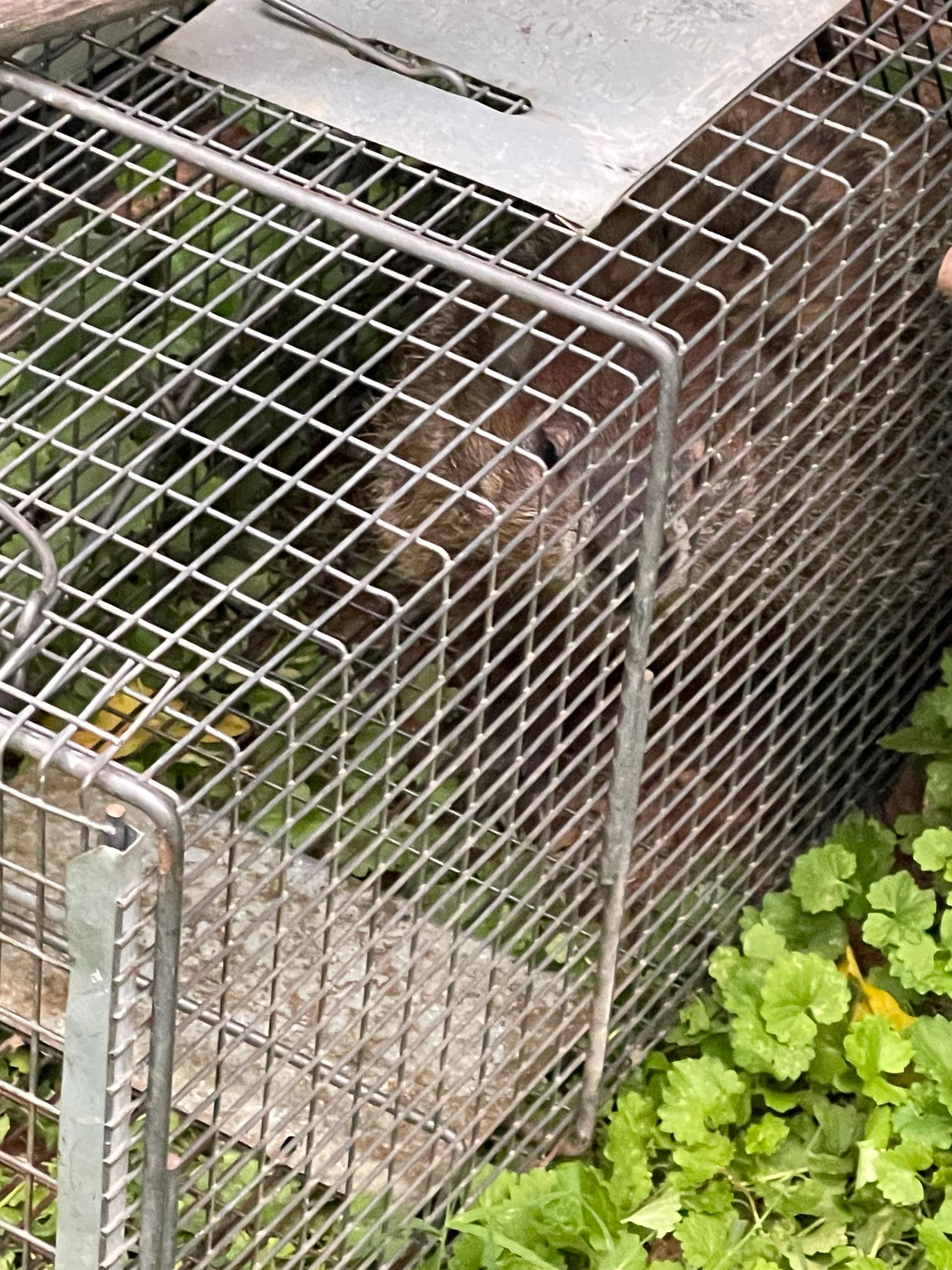 Wire-mesh animal trap beside green plants, with a small brown animal inside