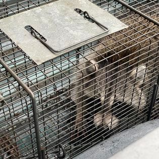 A raccoon trapped in a wire cage with a metal cover on top