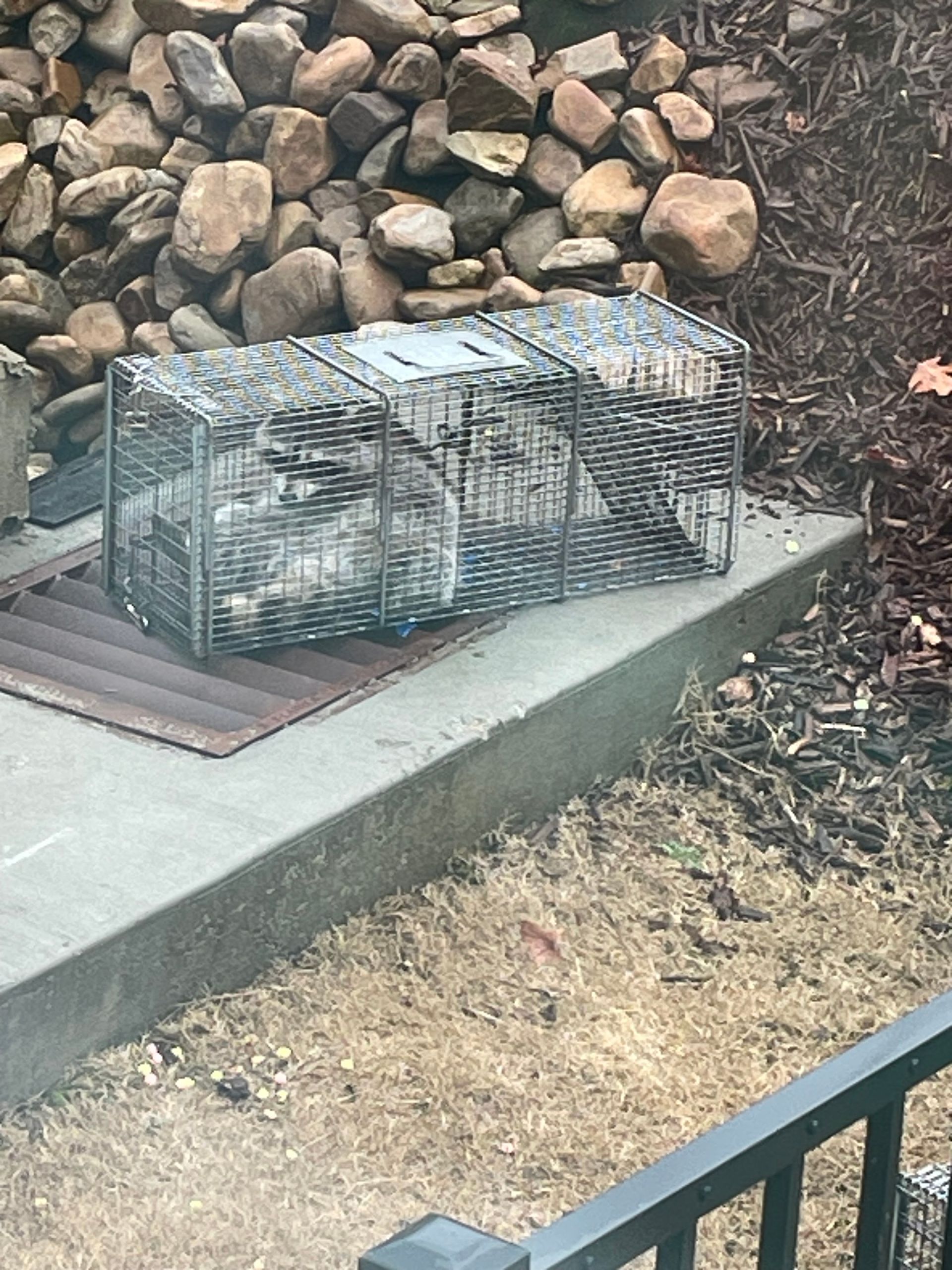 Wire cage trap on a concrete curb beside a rock wall and dry grass, near a black fence.