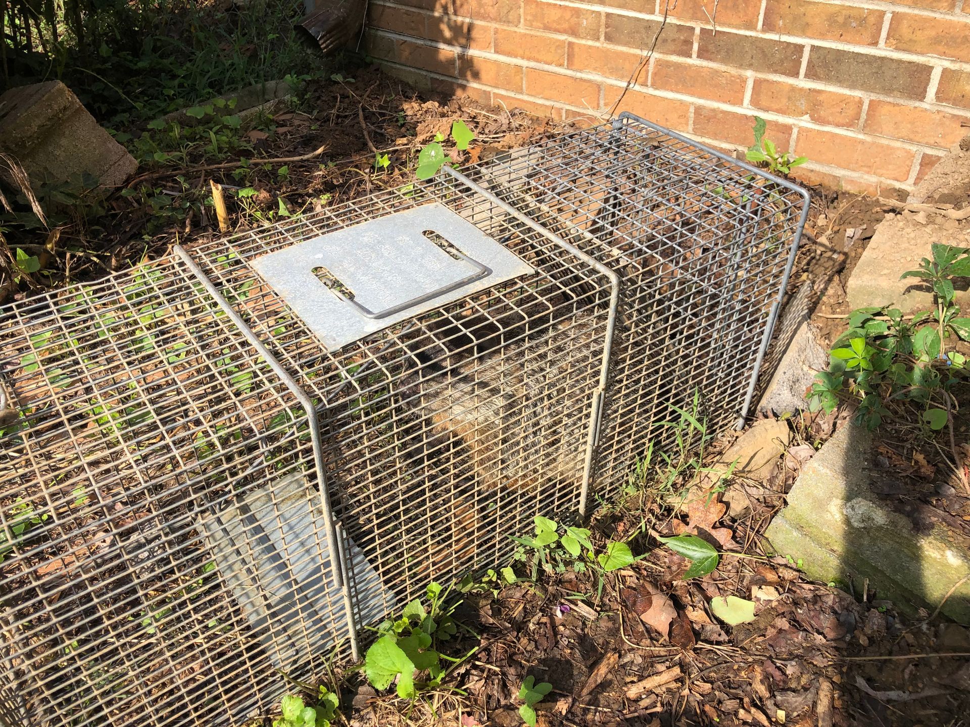 Wire animal traps beside a brick wall in a garden, with a metal cover on top.