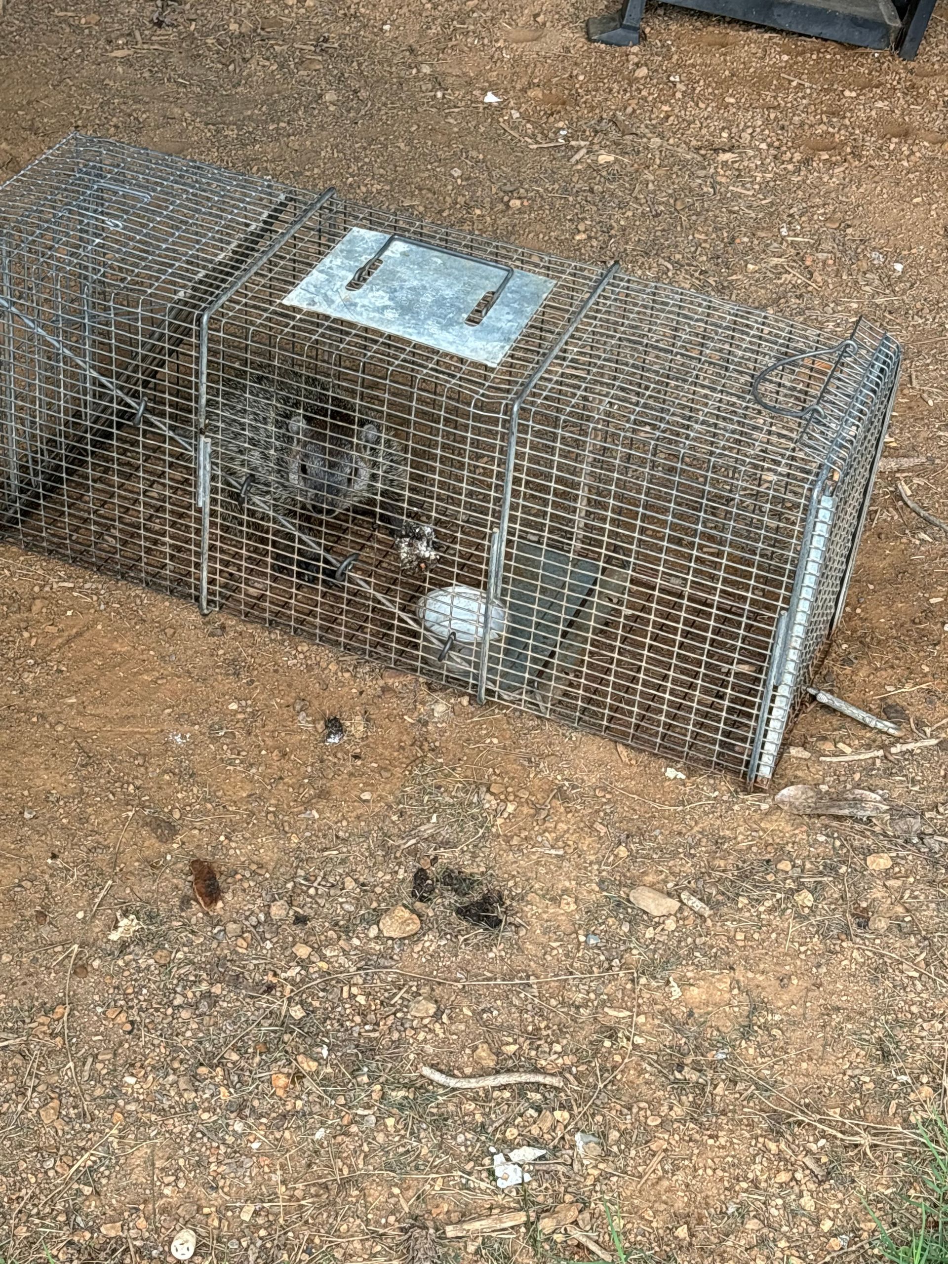 Wire mesh live trap on gravel with a metal plate on top, holding a small animal inside.