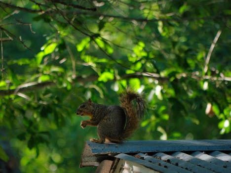 Squirrel on a rooftop edge, surrounded by green trees.