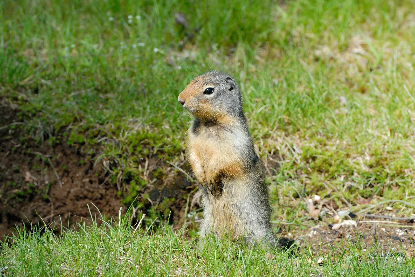 Small ground squirrel standing upright in green grass near a dirt burrow
