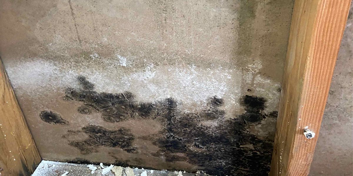Prevent Mold - Steam Smart Pro