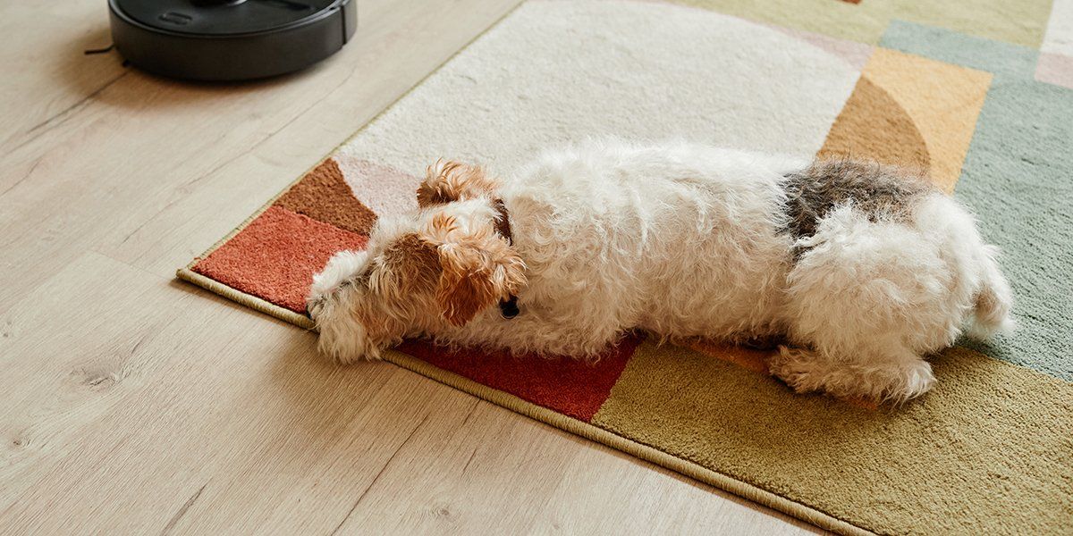 Carpet Cleaning Company in Tucson, AZ