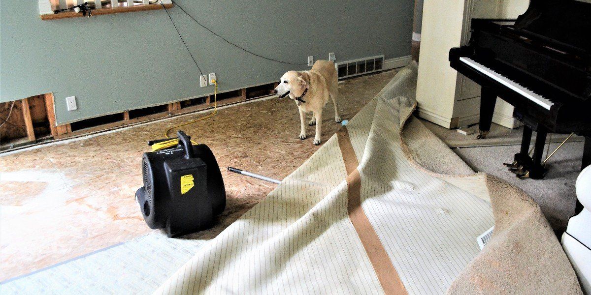 Carpet Cleaning in Sahuarita, AZ