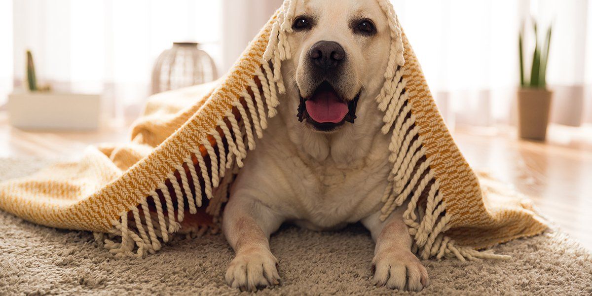 Carpet Cleaning Services in Tucson, AZ
