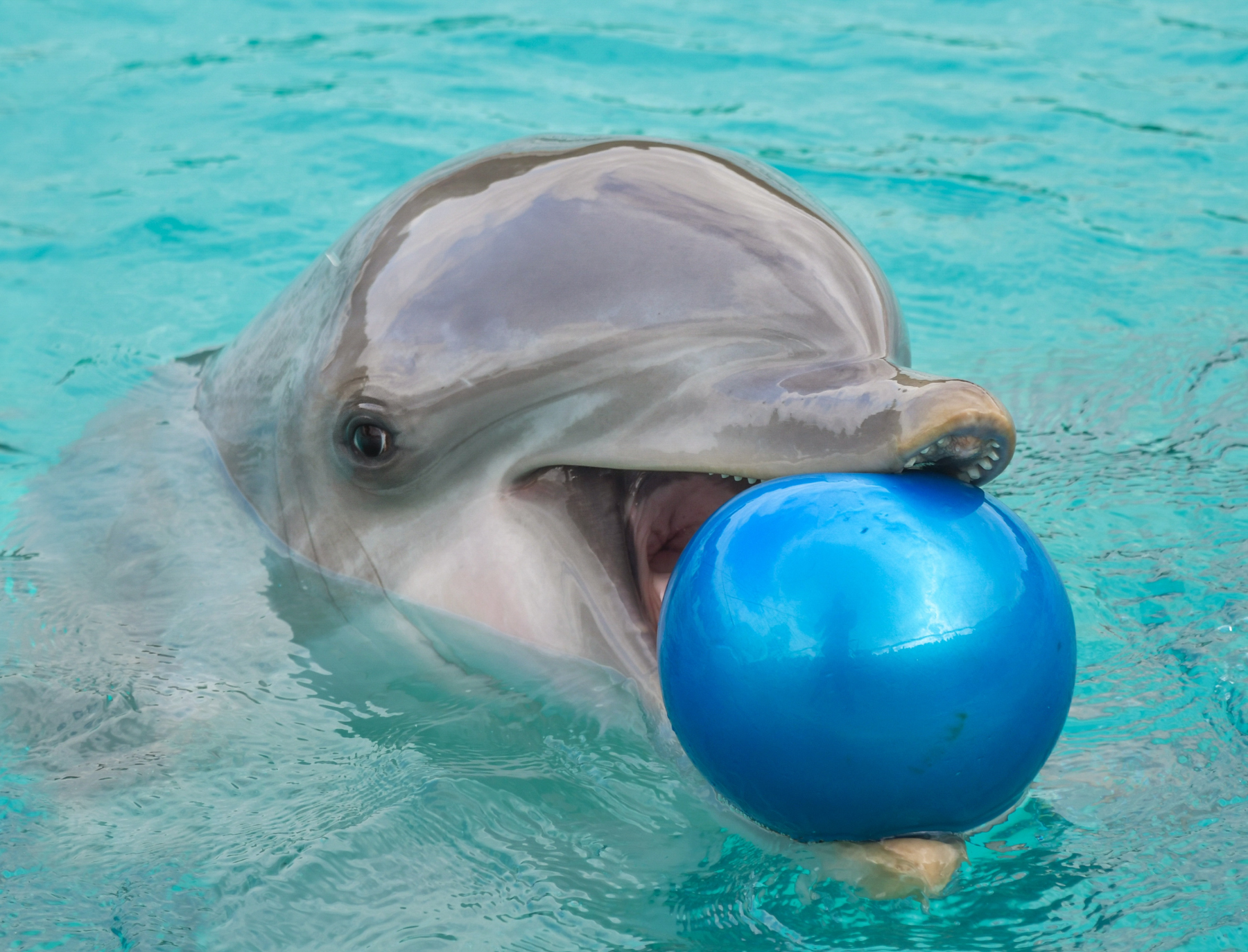 Dolphin with ball on the mouth