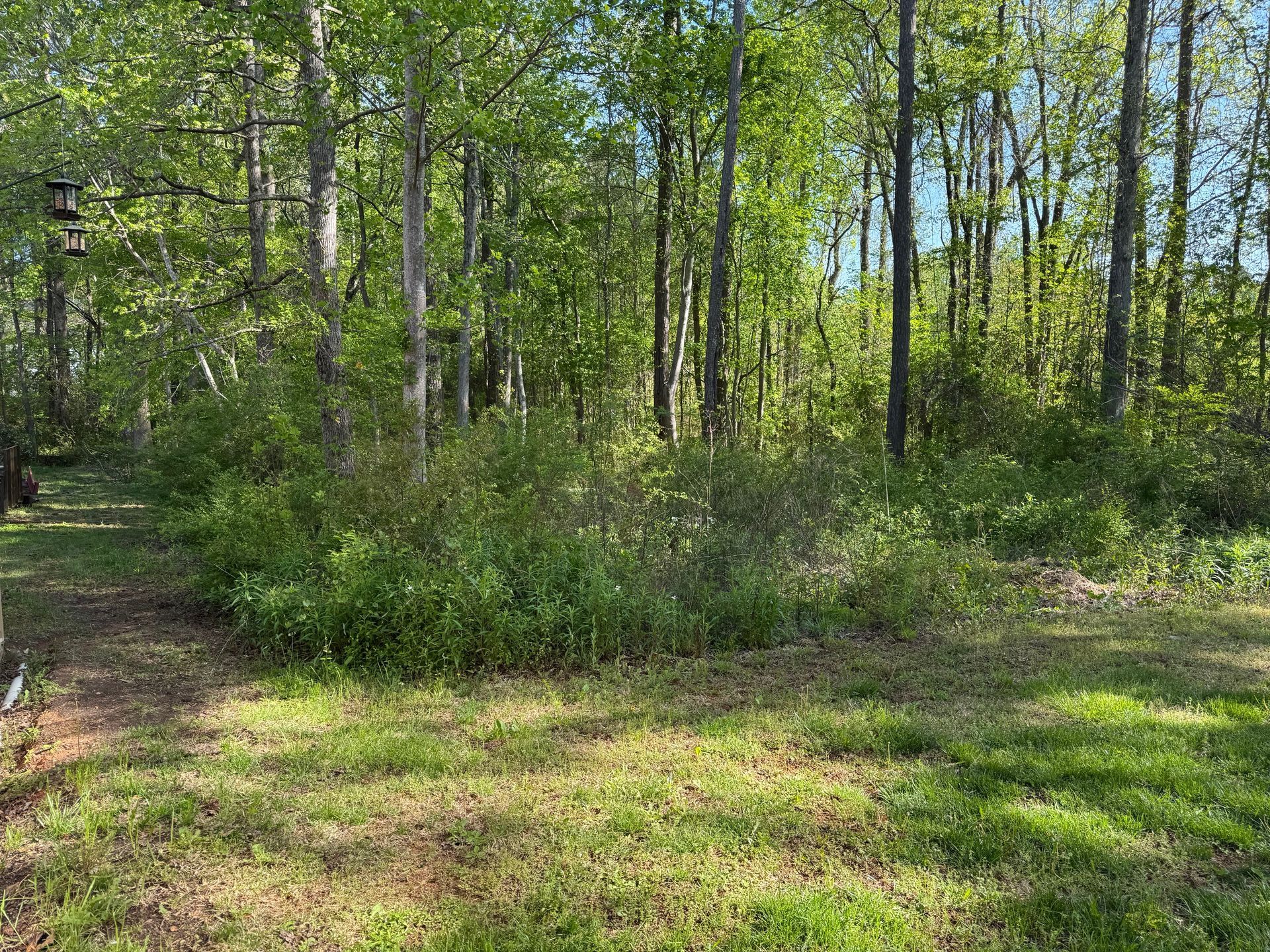 Grassy clearing leading into a forest with tall trees and green foliage under a sunny sky.