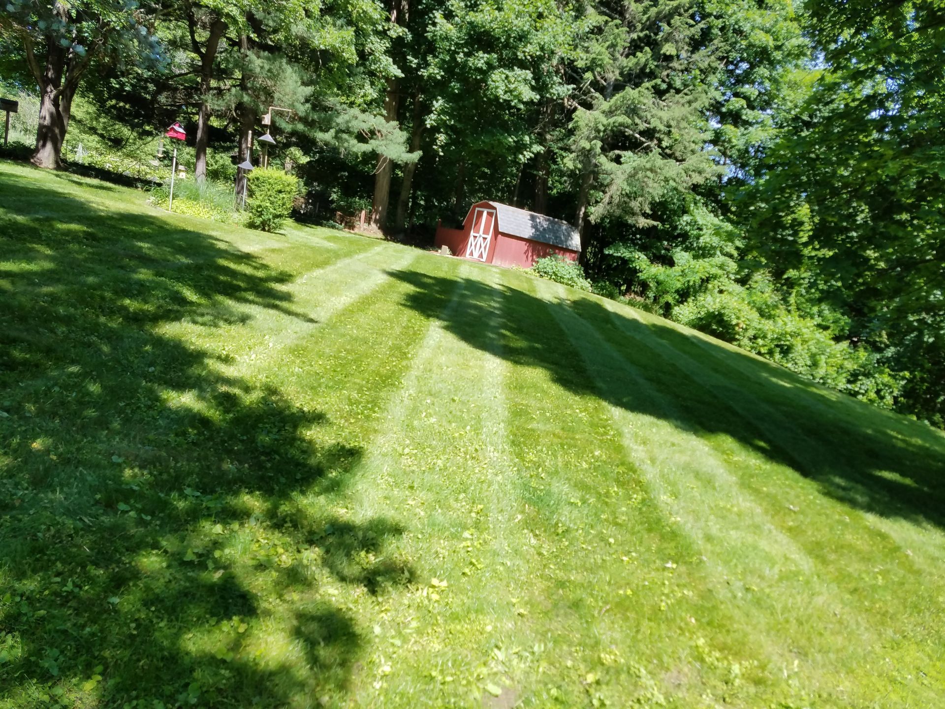 Lawn with alternating stripes of cut and uncut grass in a backyard, trees in the background, and a shed.