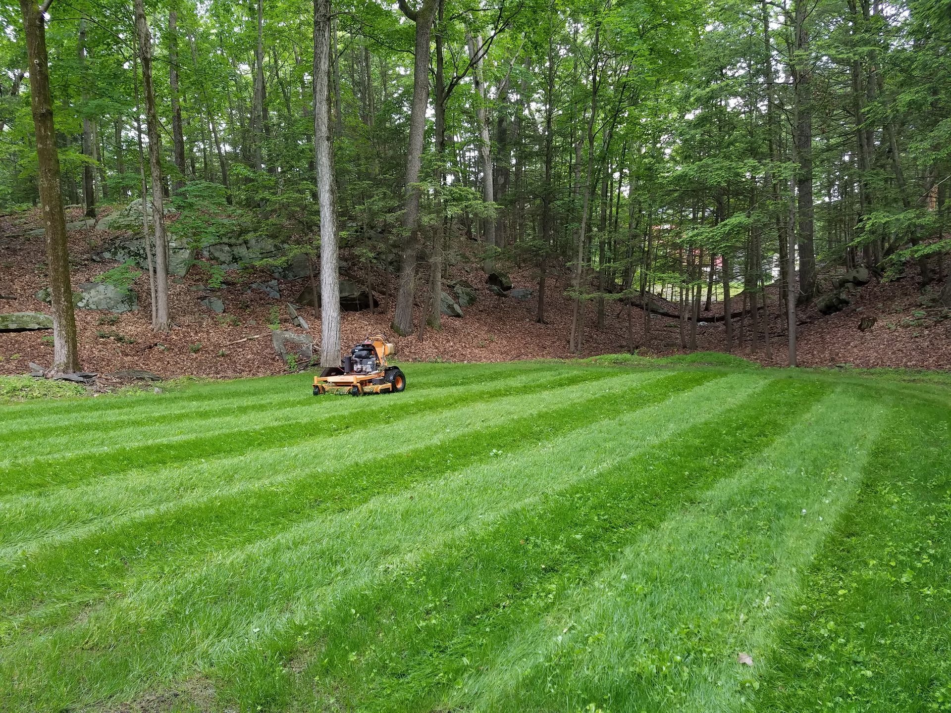 Lawn with alternating stripes of cut and uncut grass in a backyard, trees in the background, and a shed.