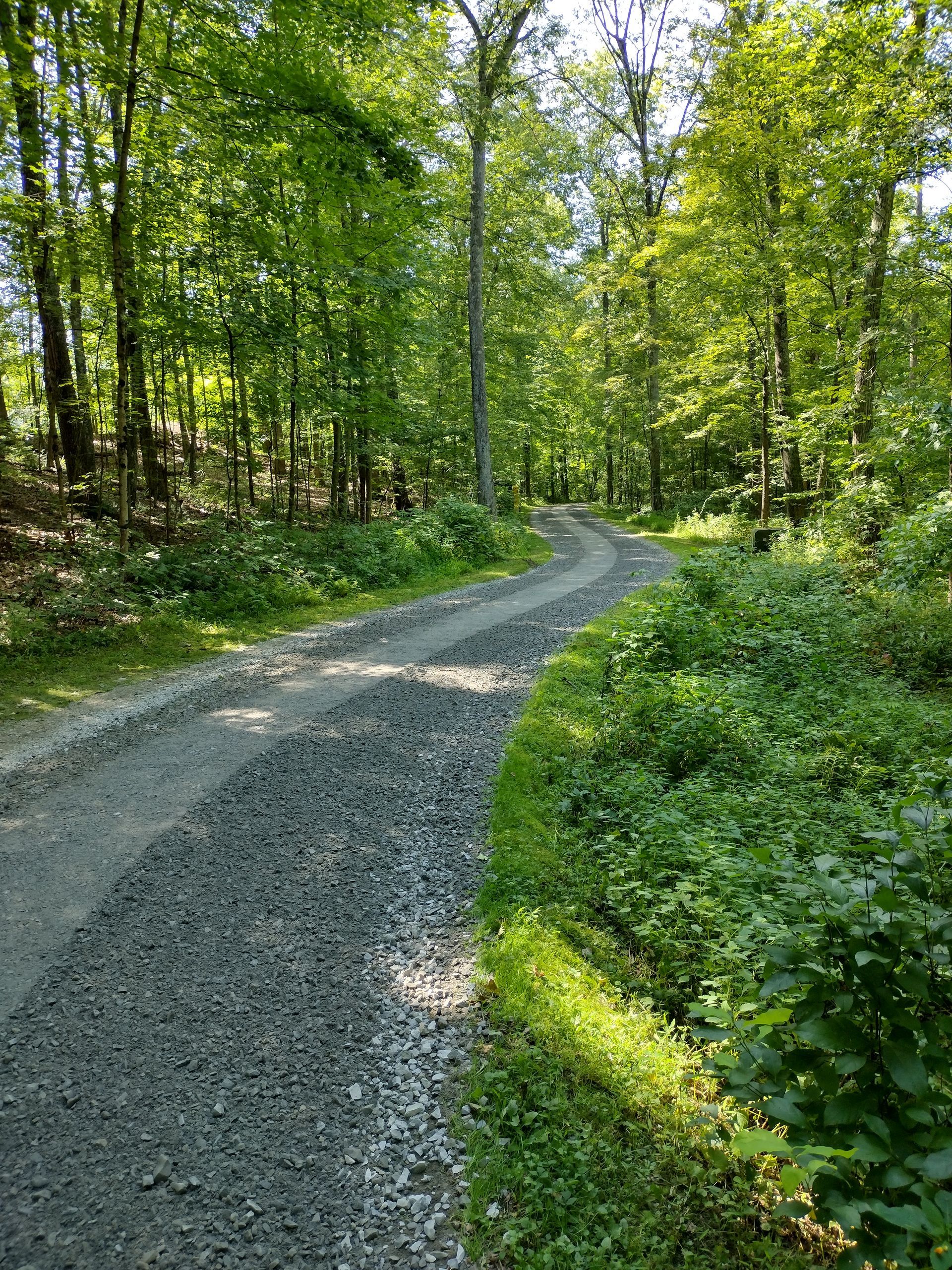 Gravel road curves through a forest of green trees and bushes, lit by sunlight.