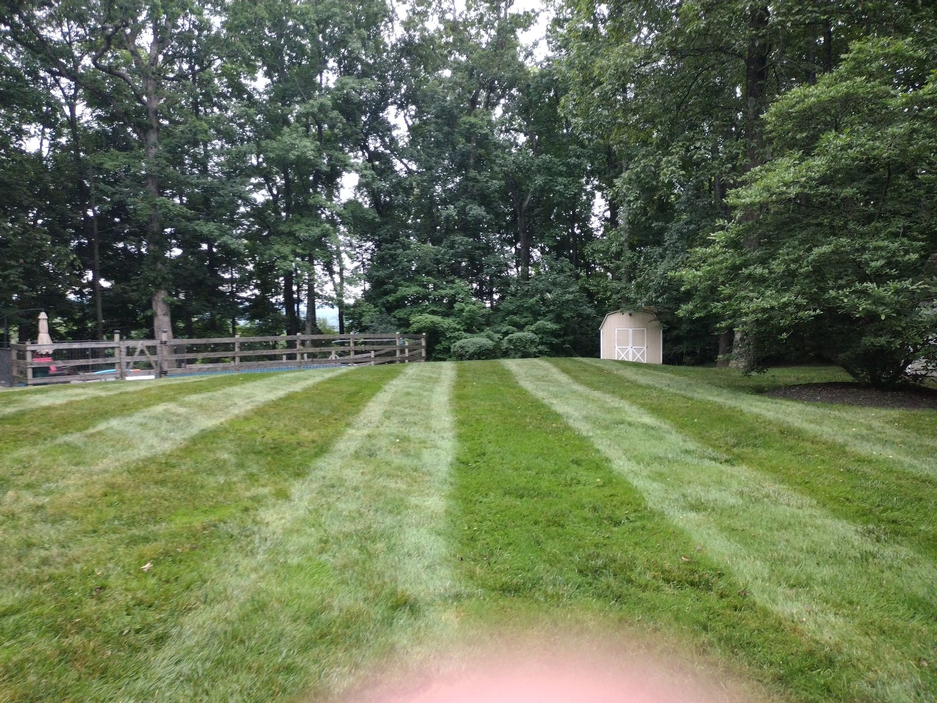 Lawn with alternating stripes of cut and uncut grass in a backyard, trees in the background, and a shed.