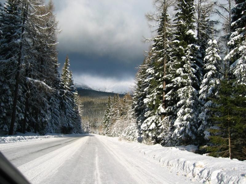 A snowy road with trees on both sides of it