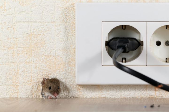 Derattizzazione