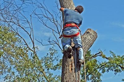 tree service