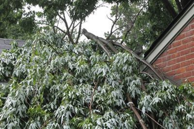 tree service