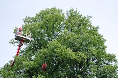tree trimming