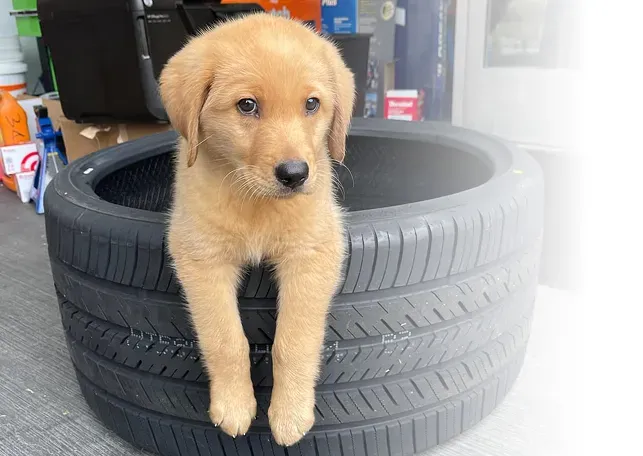 Golden Retriever puppy posed in tire | Four Seasons Tire & Auto Service