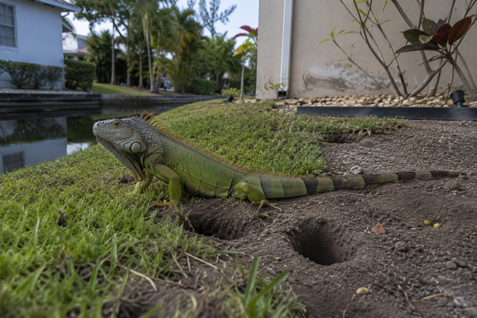 Green iguana on grass beside a pond near a building and drainage hole