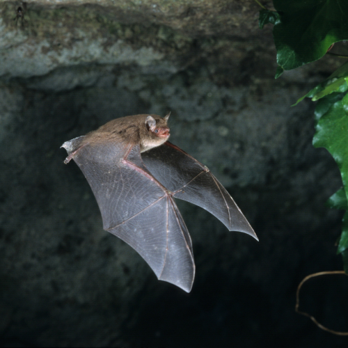 A brown bat flies in front of a dark cave entrance.
