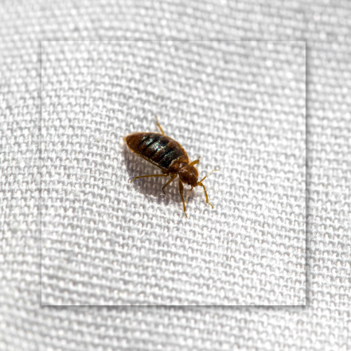 Bed bug on white fabric, brown body, six legs.