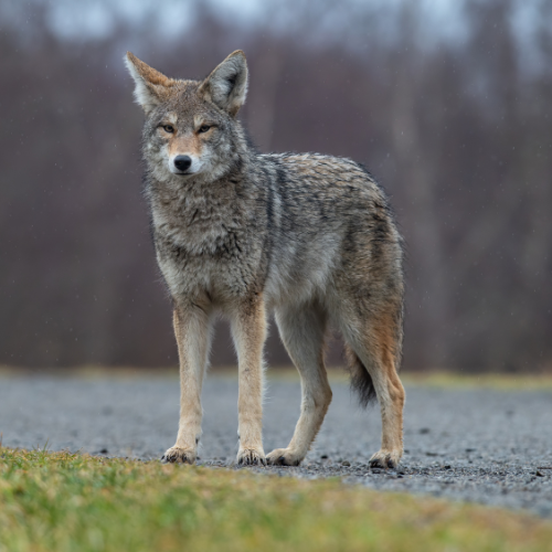 Coyote standing on a gravel path, looking at the viewer. Brown, gray, and tan fur; forest background.