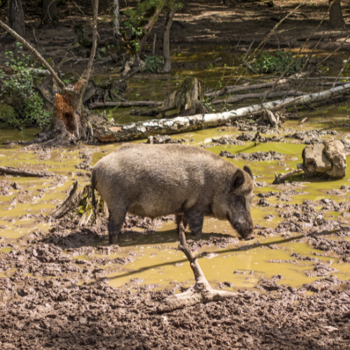 Wild boar standing in a muddy swamp, surrounded by trees and fallen logs.
