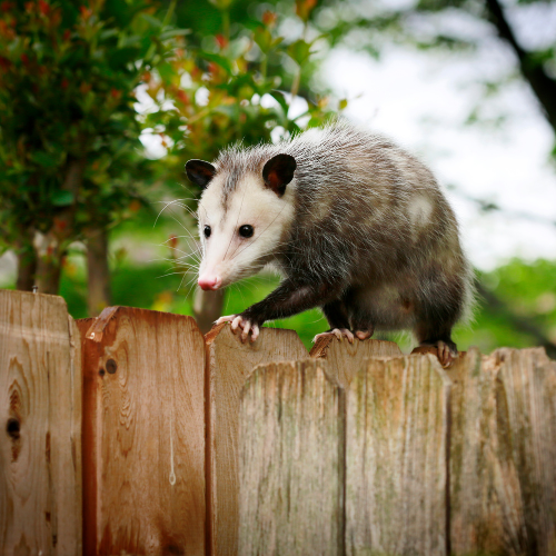 Opossum with gray fur, pink nose, climbs a wooden fence, green foliage in the background.