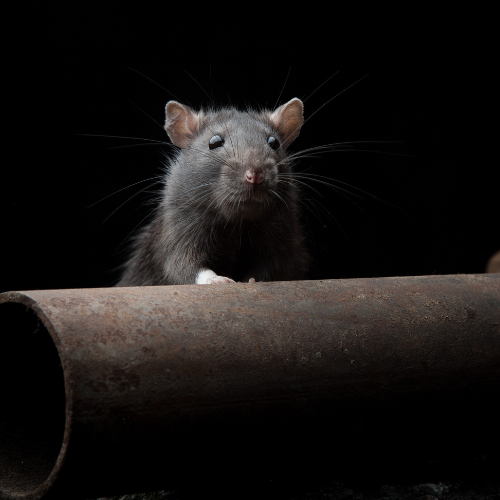 A gray rat peers over a rusted metal pipe against a black background.