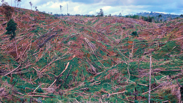 Caraga Region Challenges - Deforestation