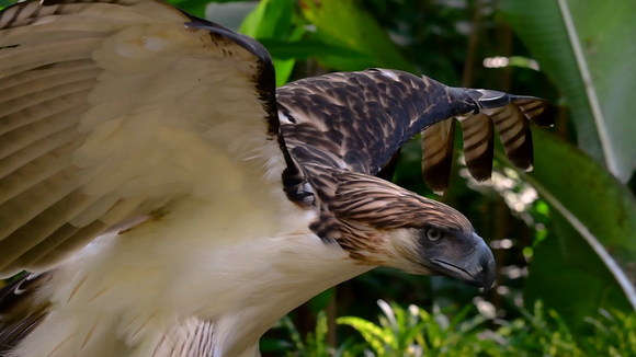 Caraga Region Challenges - Endangered Animals