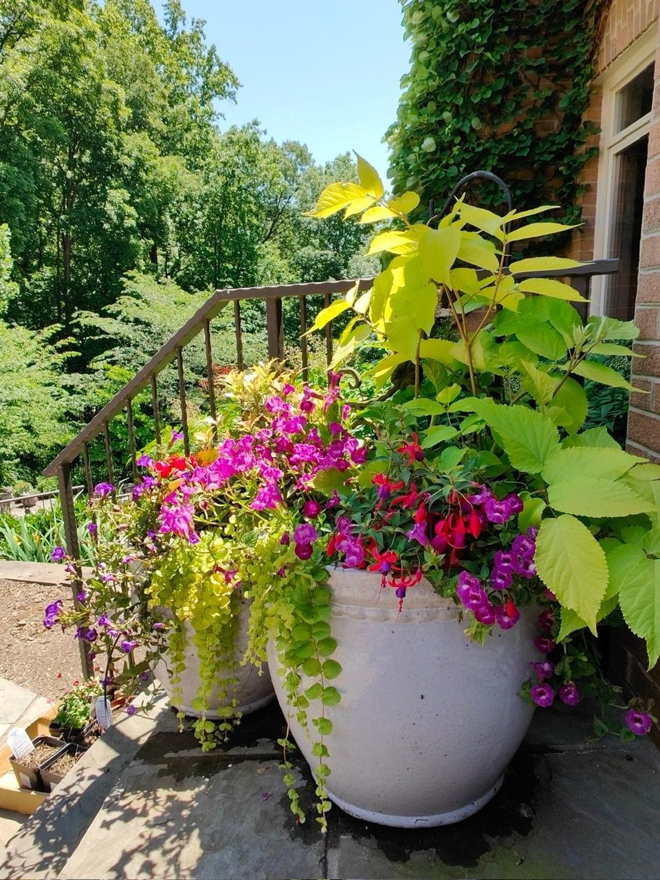 A vibrant cluster of red impatiens, small white flowers, and tiny blue-purple buds with lush green leaves.