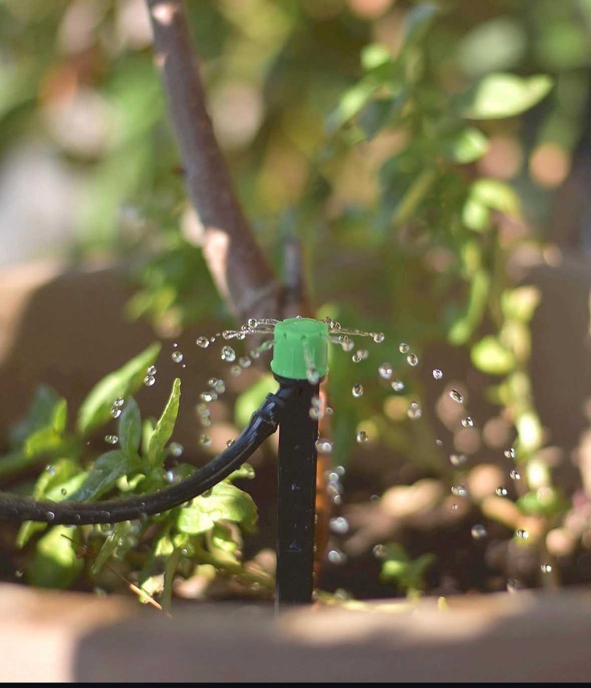A green sprinkler head attached to a black tube sprays water onto plants in a container.