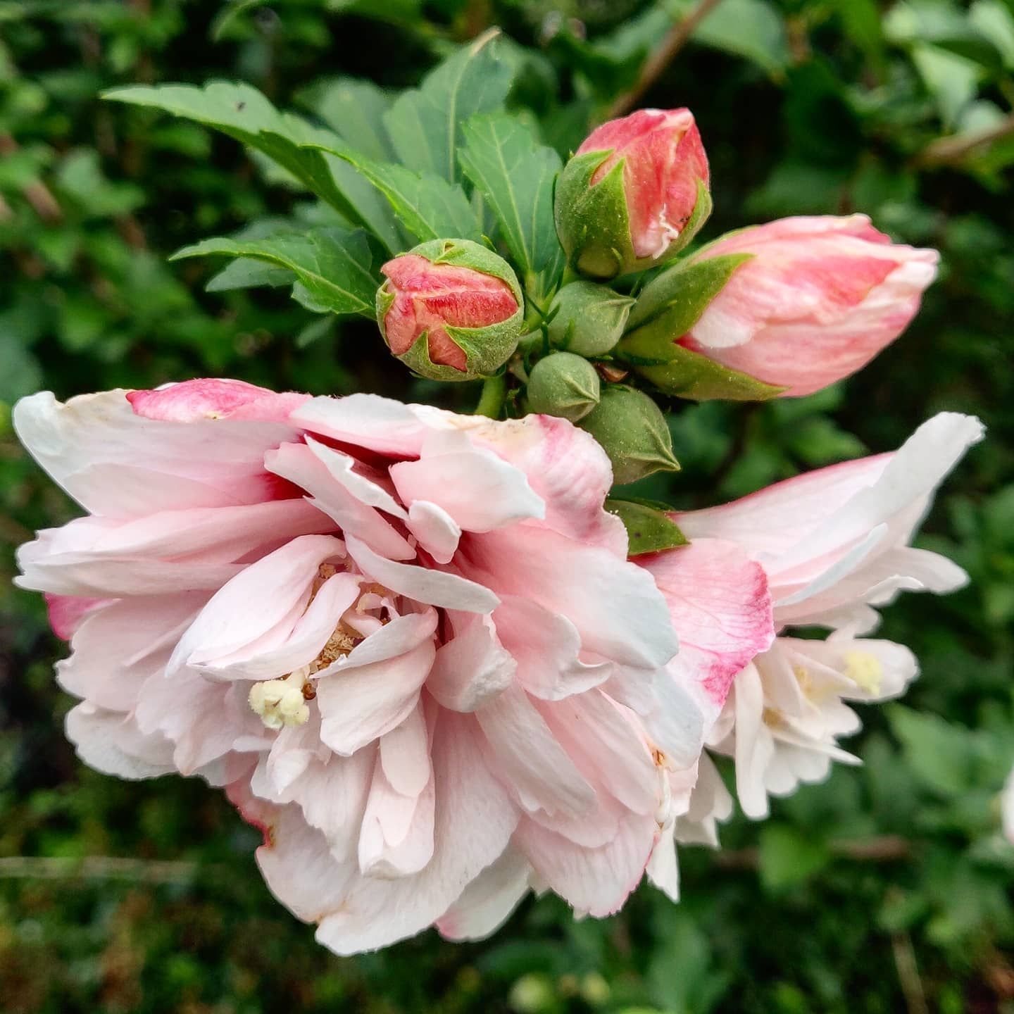 A double-blooming pink and white hibiscus flower with several buds.