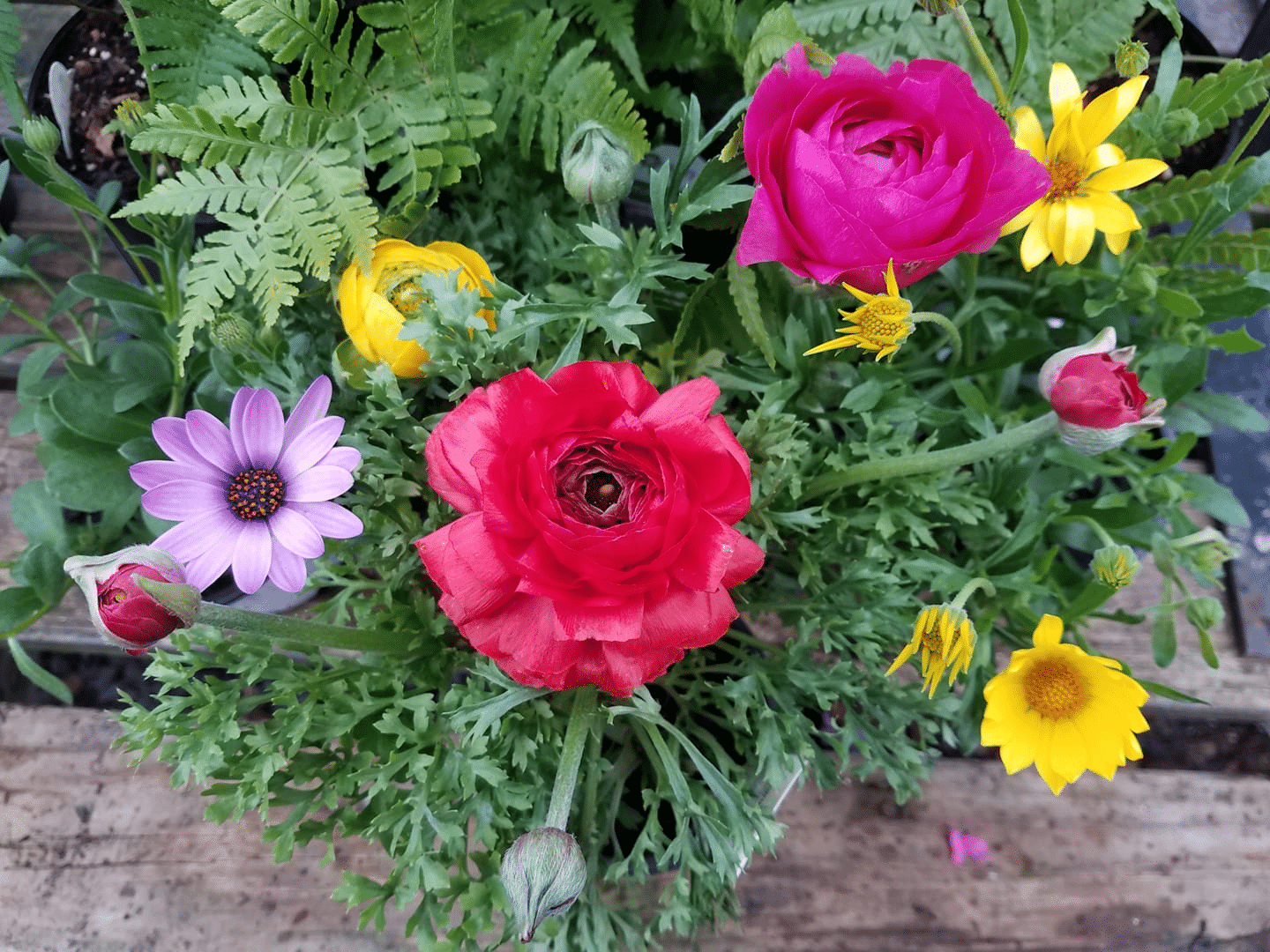 A vibrant floral arrangement featuring red and pink ranunculus, purple daisies.