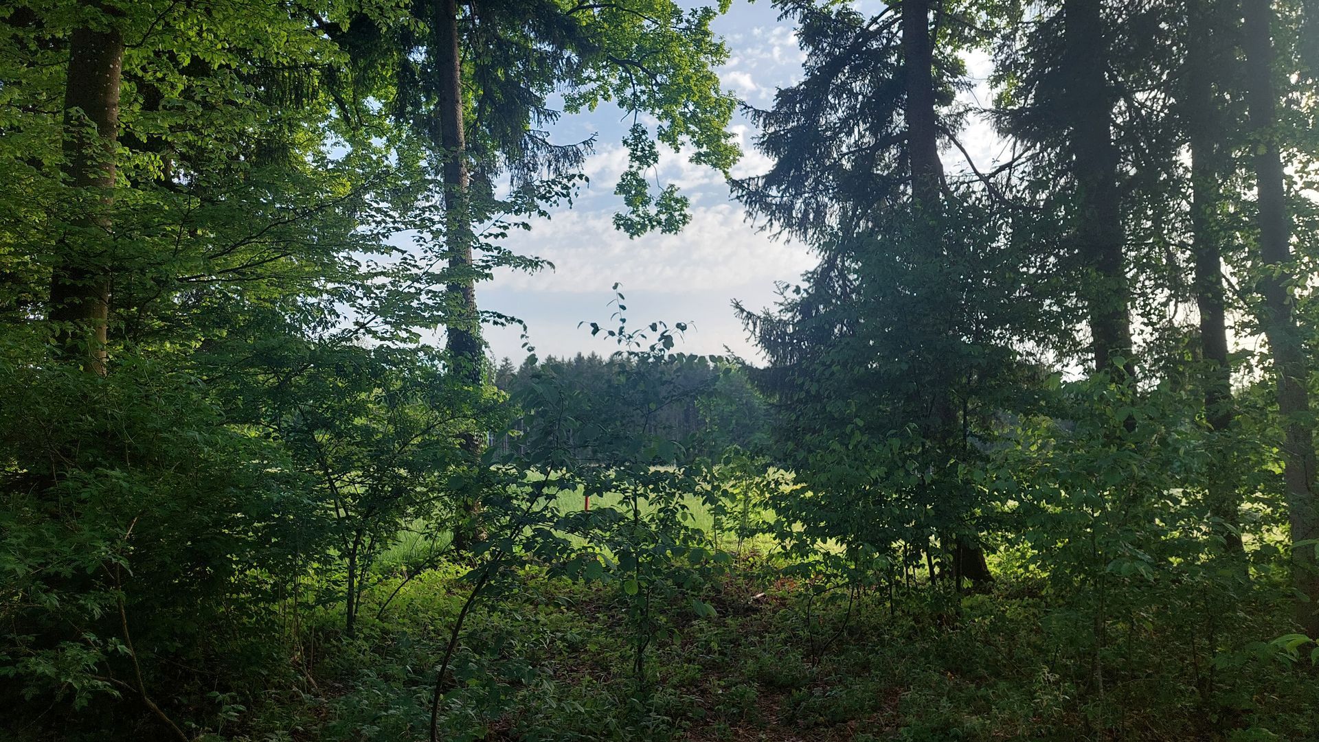 Sonnendurchflutete Waldlichtung mit hohen Bäumen, grünem Laub und einer grasbewachsenen Wiese in der Ferne