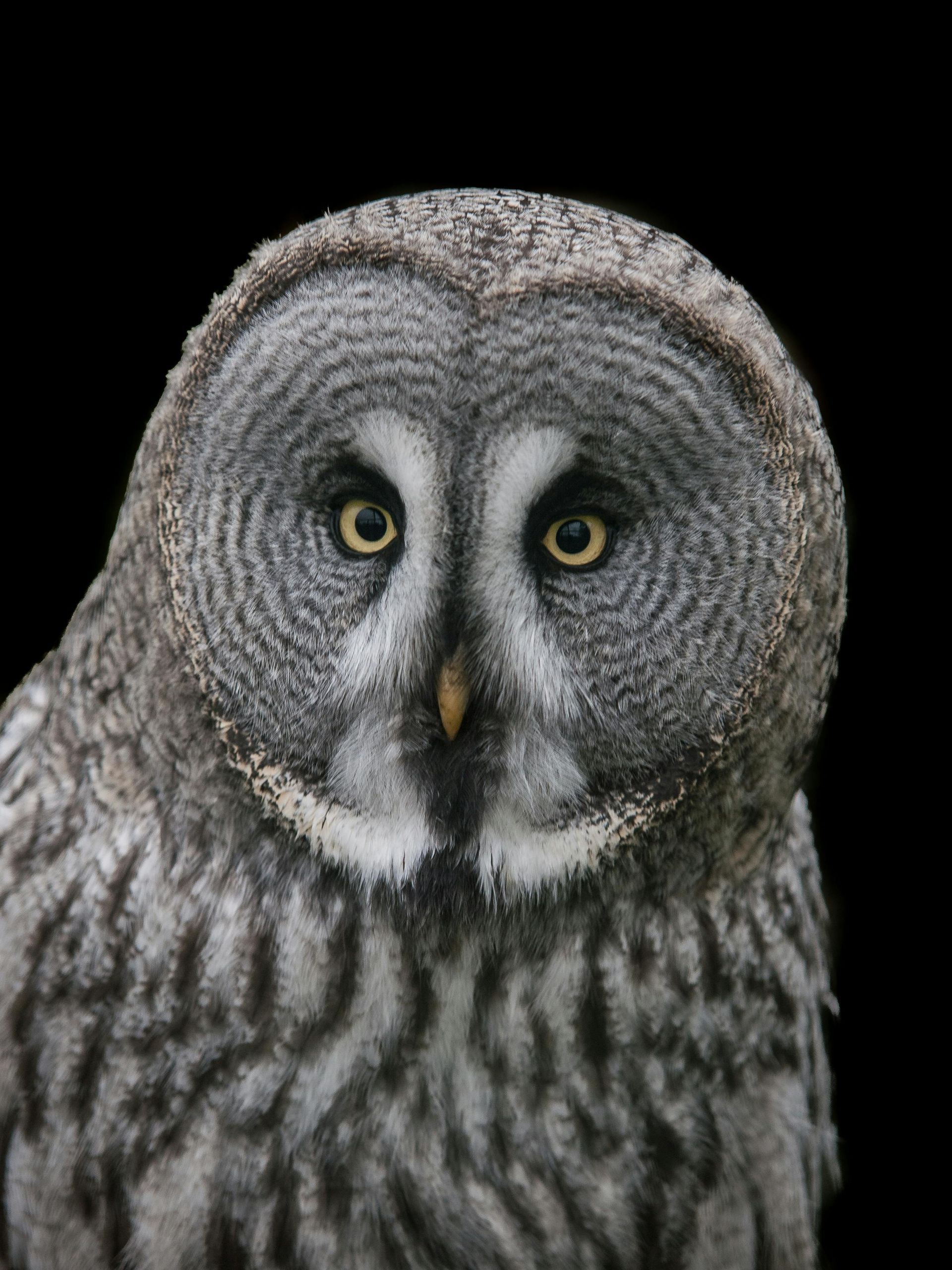 Graueule mit rundem Gesichtsschleier und gelben Augen vor schwarzem Hintergrund, Blick nach vorn gerichtet